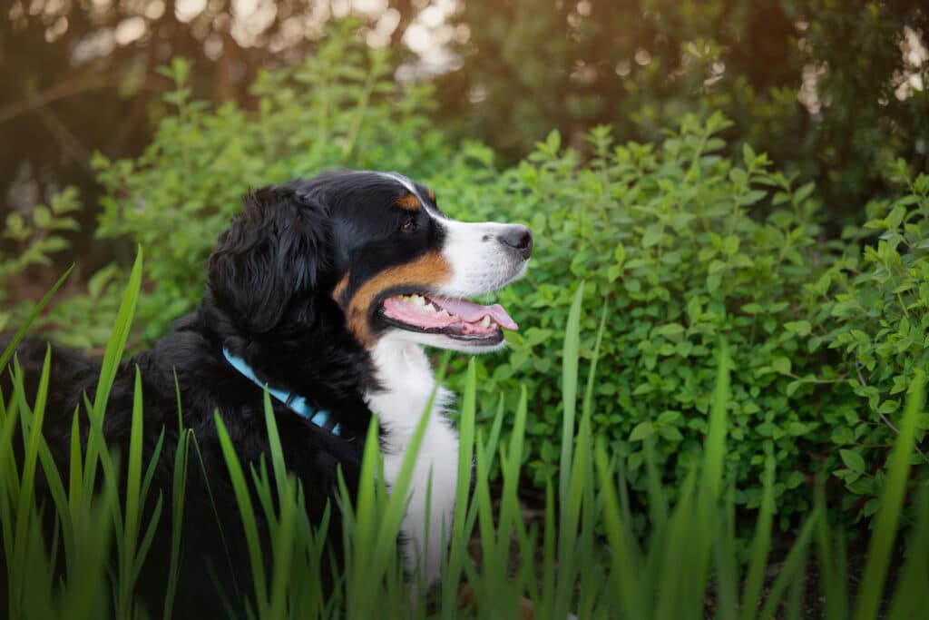 cedar and bark, deborah stevenson, portfolioyvr, dog photographer, vancouver, bc, yvr