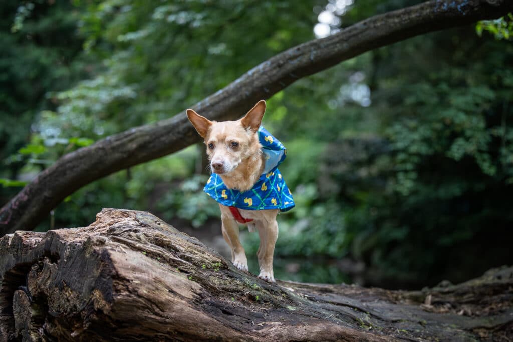 cedar and bark, deborah stevenson, portfolioyvr, dog photographer, vancouver, bc, yvr