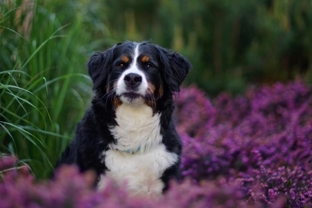 cedar and bark, deborah stevenson, portfolioyvr, dog photographer, vancouver, bc, yvr