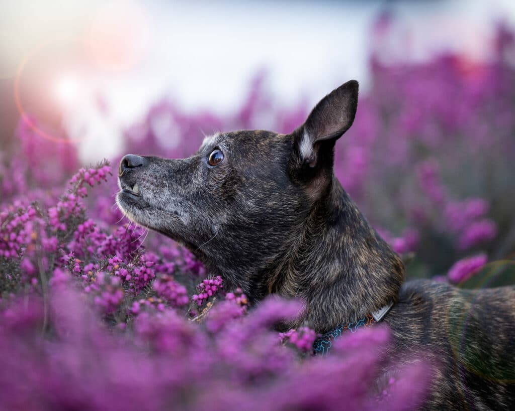 cedar and bark, deborah stevenson, portfolioyvr, dog photographer, vancouver, bc, yvr