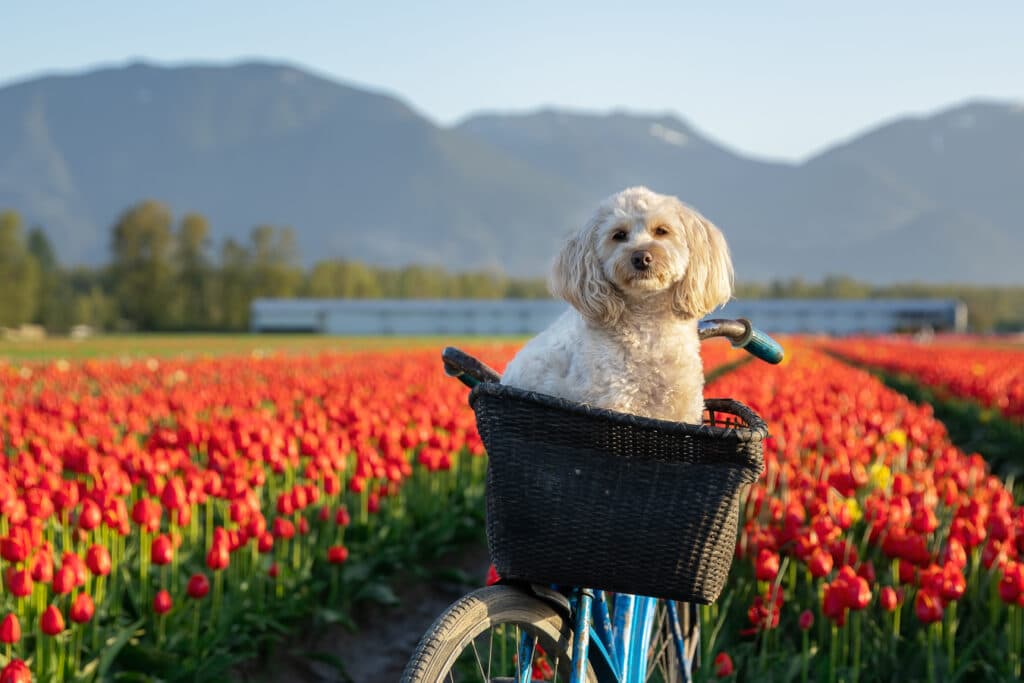 cedar and bark, deborah stevenson, portfolioyvr, dog photographer, vancouver, bc, yvr