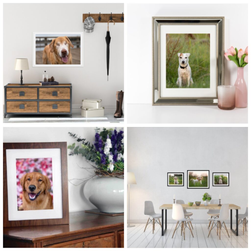 cedar and bark, deborah stevenson, portfolioyvr, dog photographer, vancouver, bc, yvr